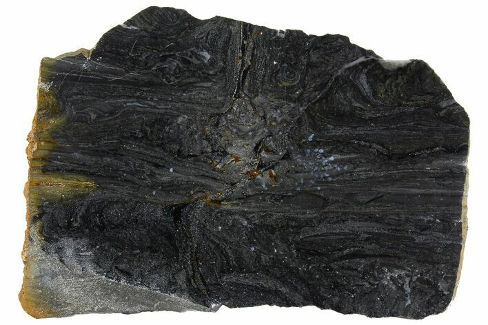 Polished Stromatolite (Alcheringa) Slab - Billion Years #180091